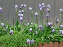 Neepawa Irises